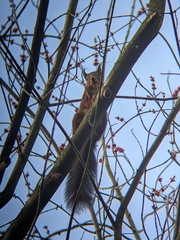 Sciurus vulgaris