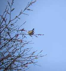 Cyanistes caeruleus