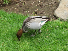 Chenonetta jubata