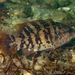 Tautog - Photo (c) alex_shure, some rights reserved (CC BY-NC), uploaded by alex_shure