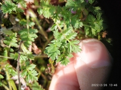 Erodium