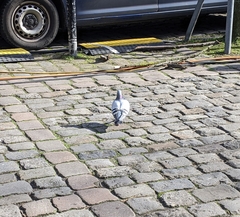 Columba livia domestica