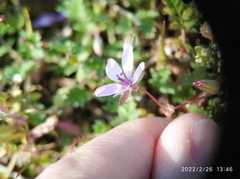 Erodium