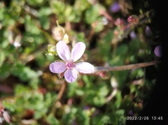 Erodium