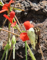 Pelargonium tongaense