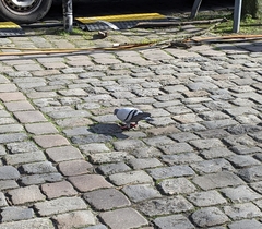 Columba livia domestica