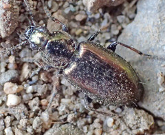 Agonum muelleri