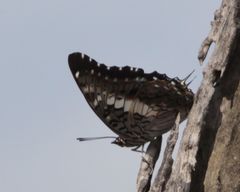 Charaxes achaemenes achaemenes