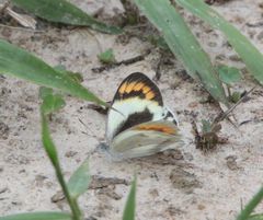 Colotis euippe omphale