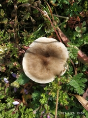 Fungi