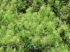 Senecio barbertonicus