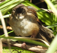 Bradypterus baboecala