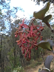 Epidendrum radioferens
