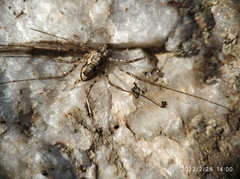 Phalangiinae
