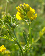 Medicago falcata