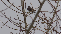 Turdus atrogularis