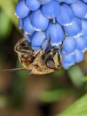 Eristalis tenax