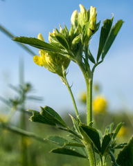 Medicago falcata