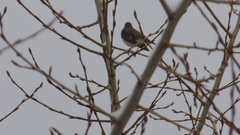 Turdus atrogularis