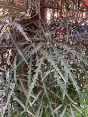 Plerandra elegantissima