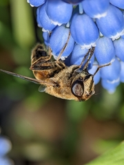 Eristalis tenax