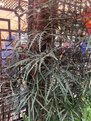 Plerandra elegantissima
