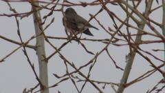 Turdus atrogularis