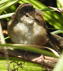 Bradypterus baboecala