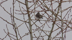 Turdus atrogularis