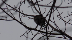 Coccothraustes coccothraustes