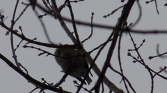 Coccothraustes coccothraustes