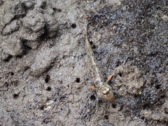 Periophthalmus variabilis