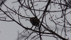 Coccothraustes coccothraustes