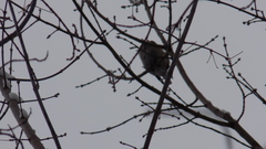 Coccothraustes coccothraustes