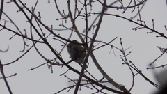 Coccothraustes coccothraustes