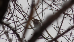 Coccothraustes coccothraustes