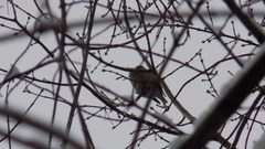 Coccothraustes coccothraustes