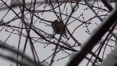 Coccothraustes coccothraustes