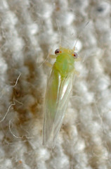 Cacopsylla curta