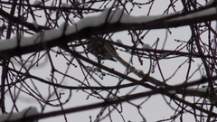 Coccothraustes coccothraustes