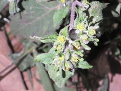 Sigesbeckia pubescens