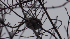 Coccothraustes coccothraustes