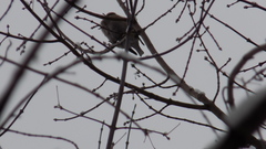 Coccothraustes coccothraustes