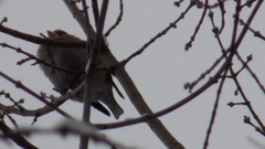 Coccothraustes coccothraustes