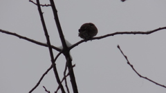 Coccothraustes coccothraustes