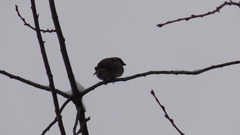 Coccothraustes coccothraustes