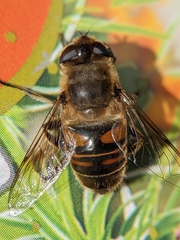 Eristalis tenax