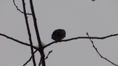 Coccothraustes coccothraustes