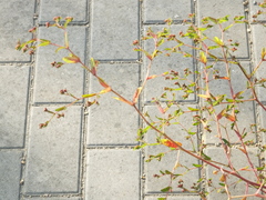 Euphorbia hypericifolia