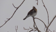 Turdus pilaris